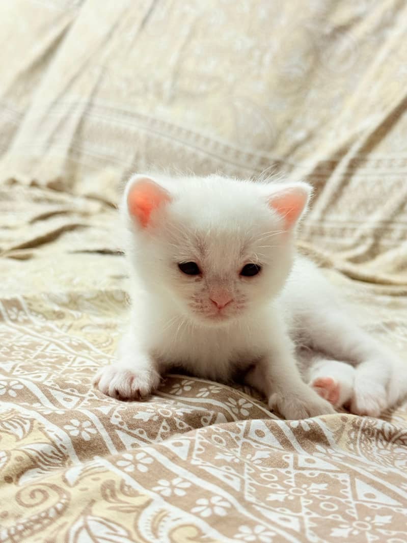 Kitten 2