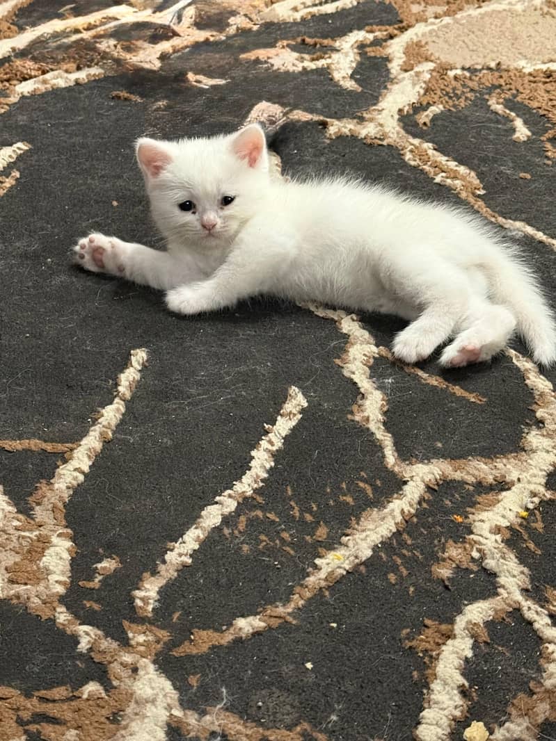 Kitten 3