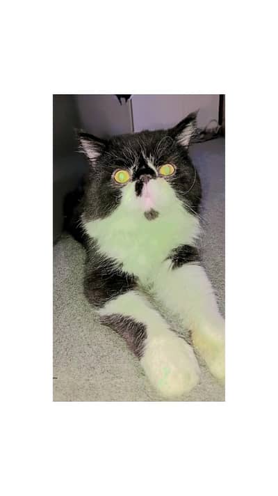 havey peki male for sale