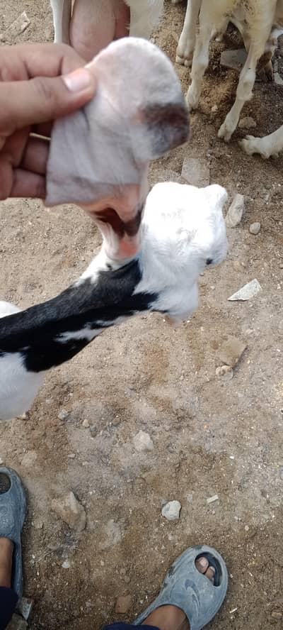 Pure gulabi breed cross available