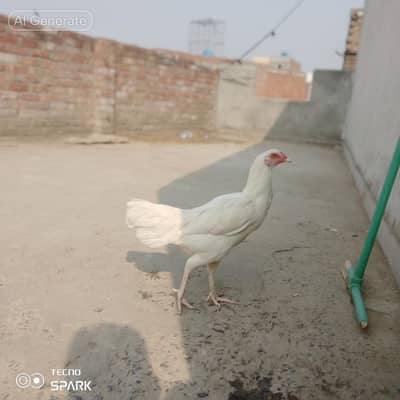 Heera murghi