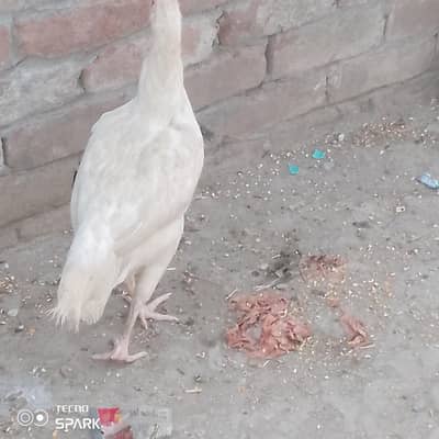 Heera murghi