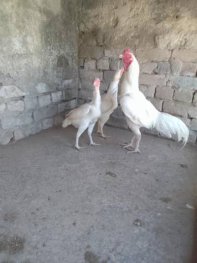 whit hera male for sale