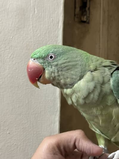 Raw Female Handtame Parrot