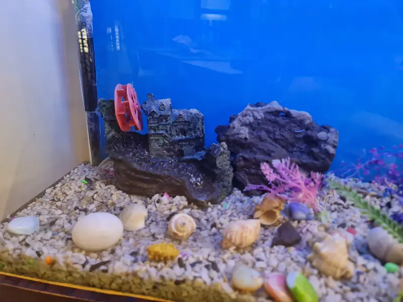 Aquarium — photo 10