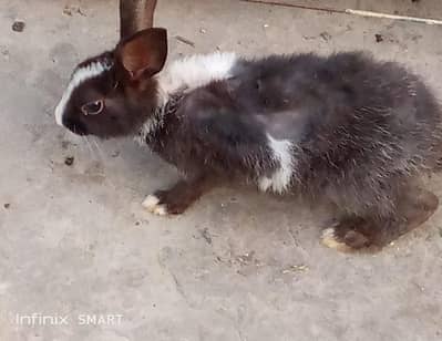 Rabbits Male & Female Available
