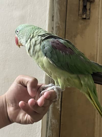 Raw female Handtame parrot