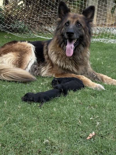 Black German puppies
