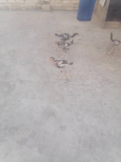 For sale