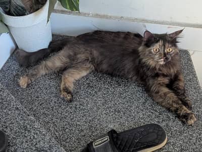 Persian cat