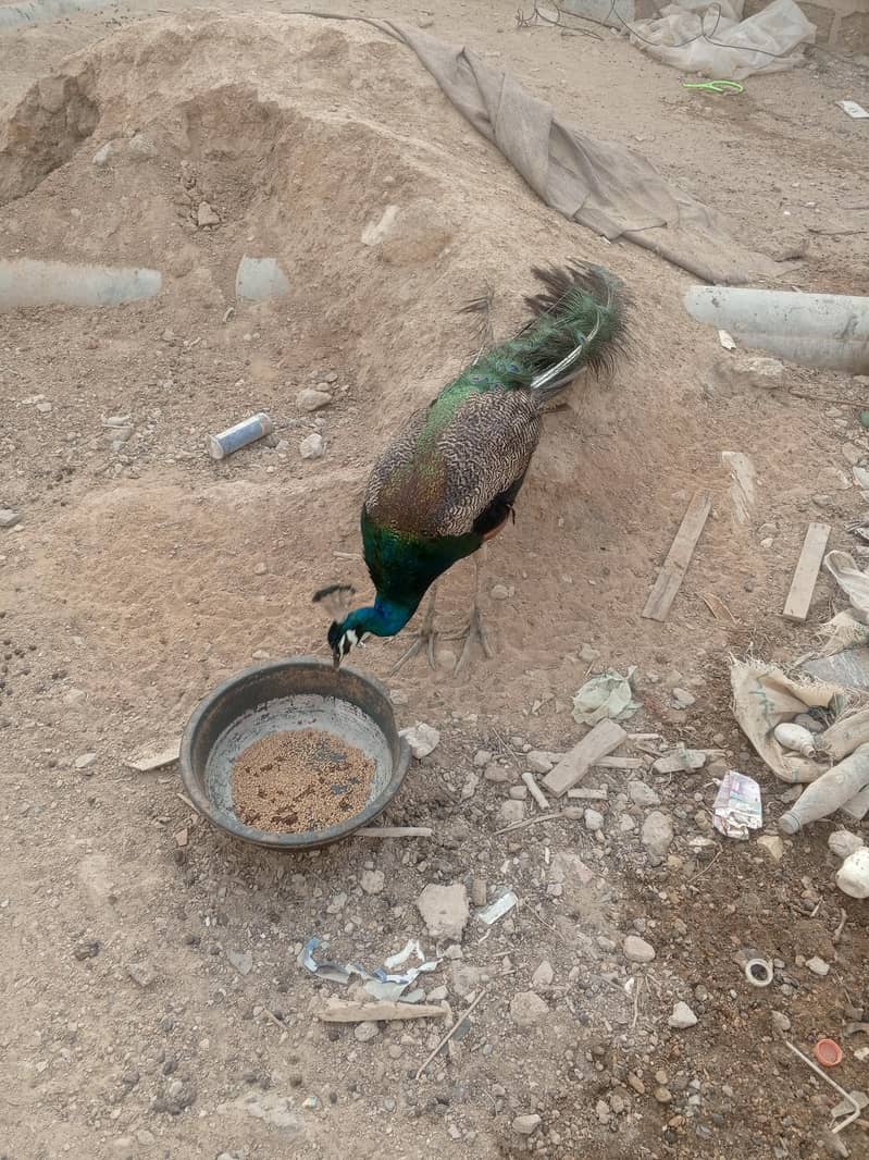 malir 0
