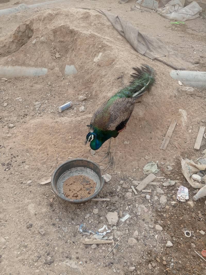 malir 1