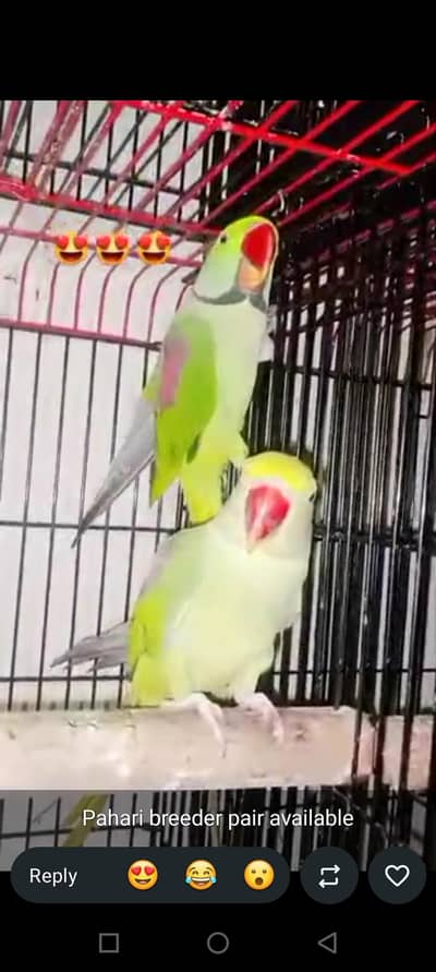 Pahari breeder pair 03402282245