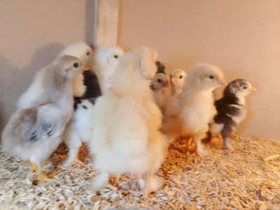 All verity fancy hens chicks
