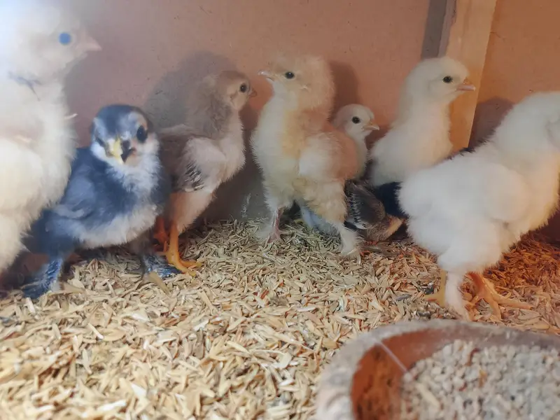 All verity fancy hens chicks — photo 2
