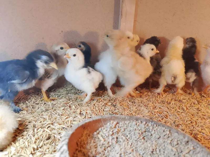 All verity fancy hens chicks — photo 3