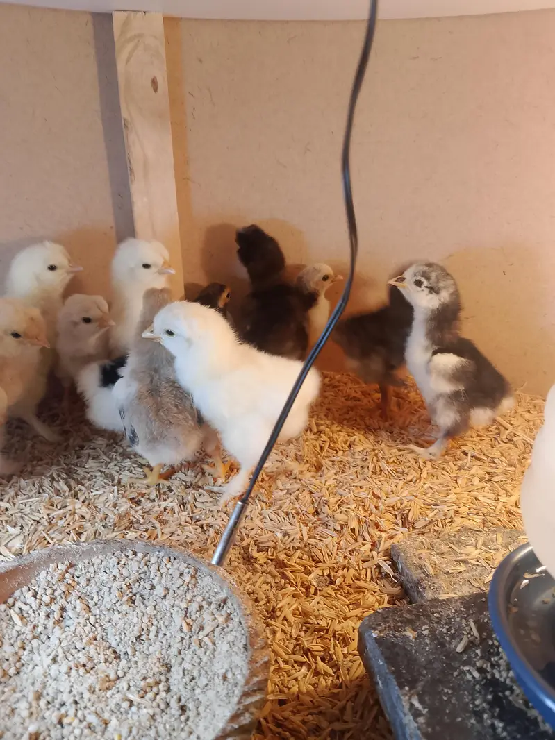 All verity fancy hens chicks — photo 5