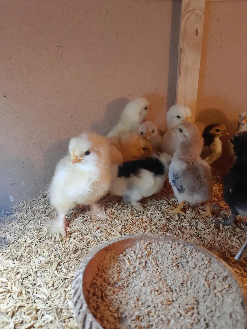 All verity fancy hens chicks — photo 6