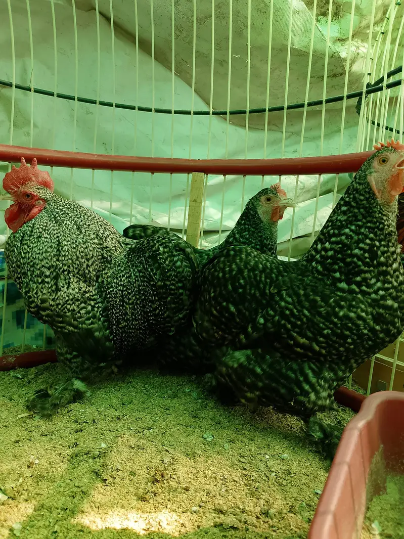 All verity fancy hens chicks — photo 8