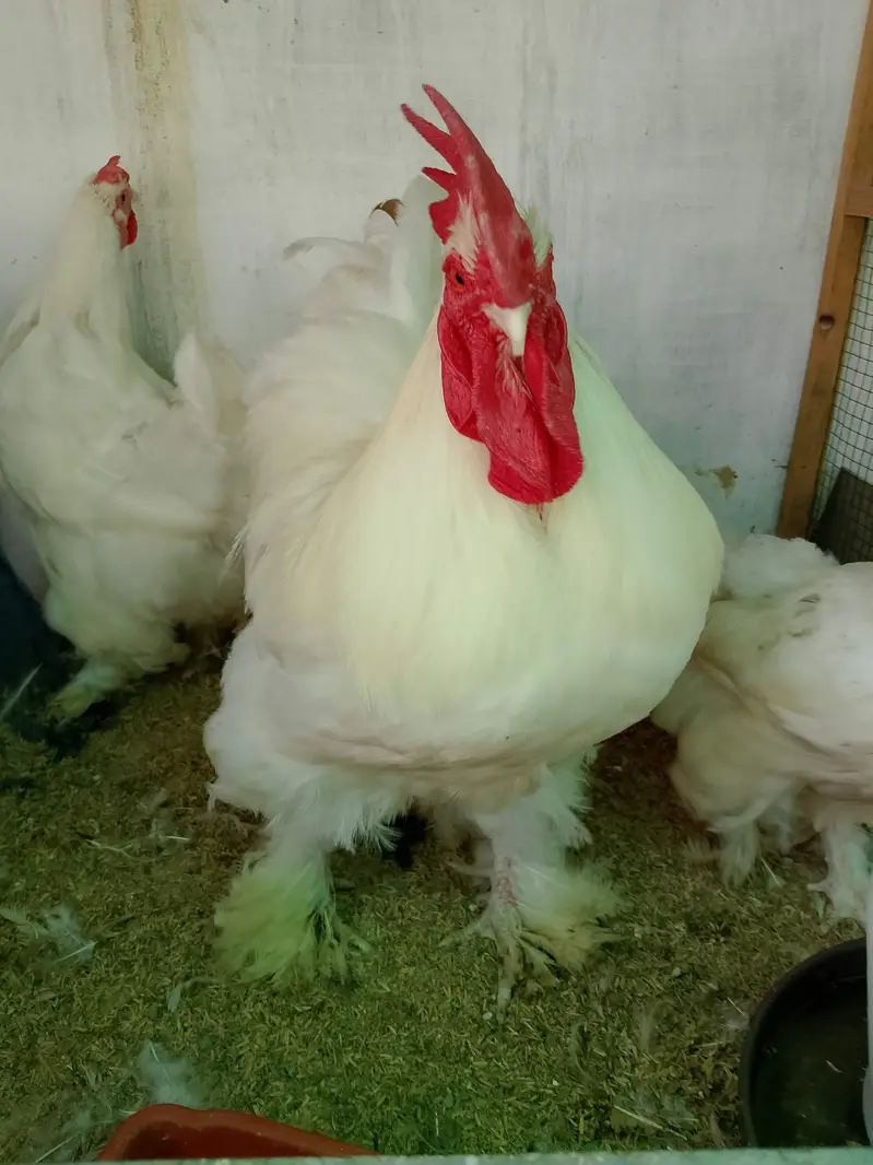 All verity fancy hens chicks — photo 10