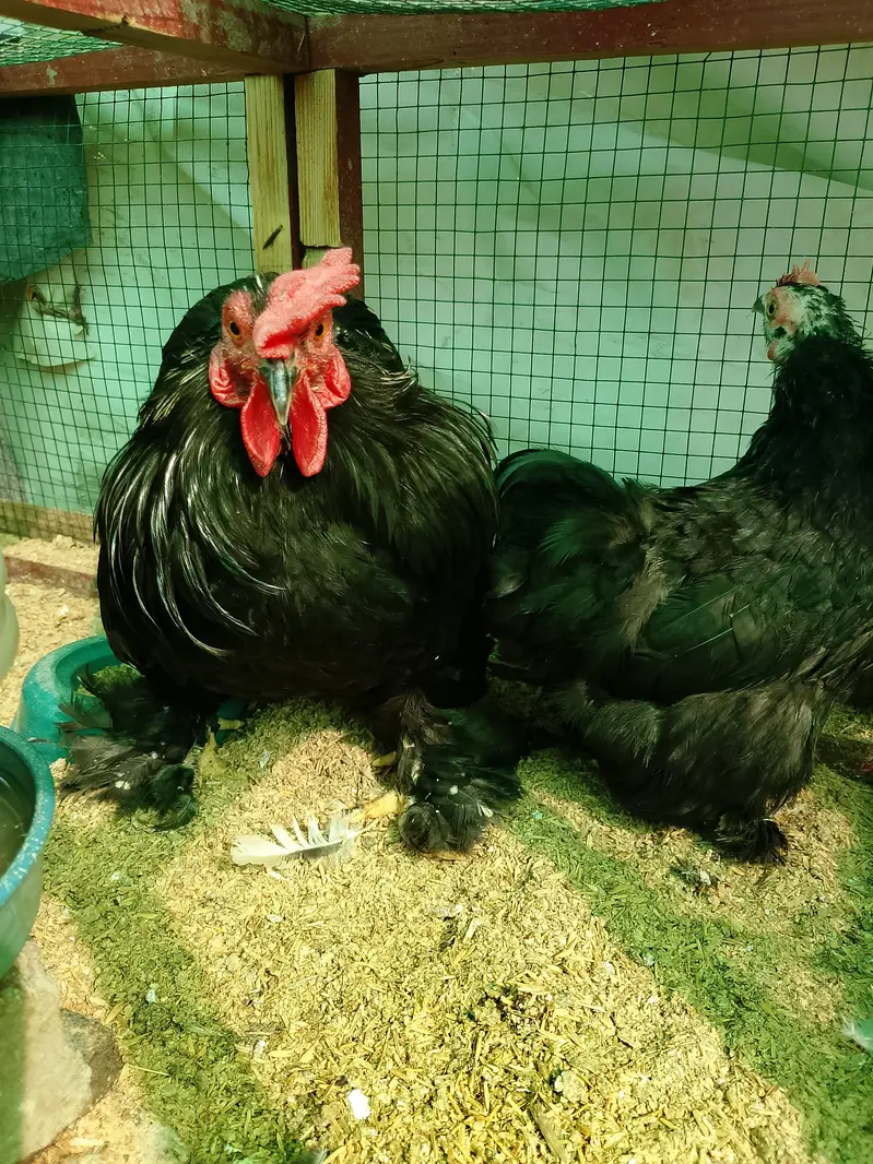 All verity fancy hens chicks — photo 11