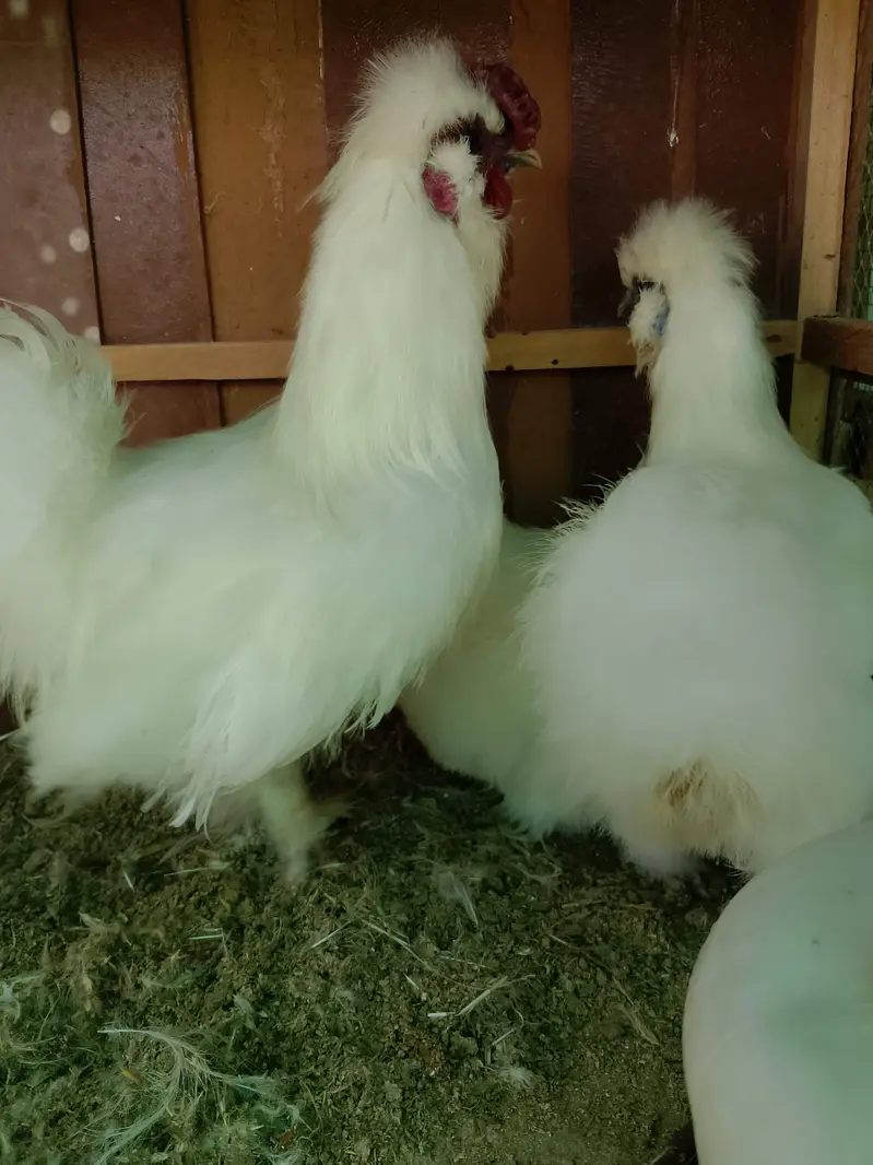 All verity fancy hens chicks — photo 12