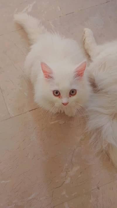 Persian kitten