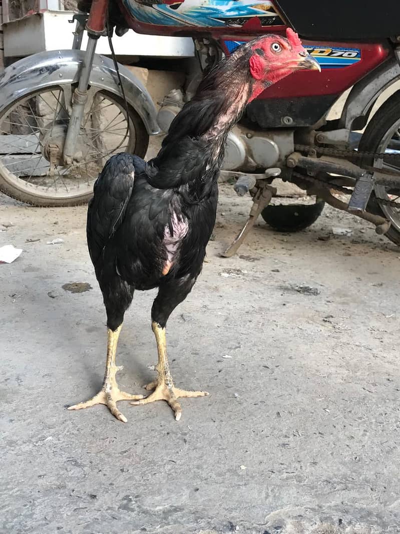 thai aseei 1
