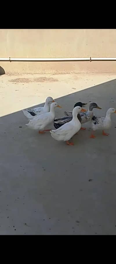 3 pairs