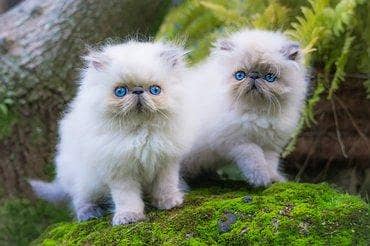 Persian kittens whstp03374151419£**