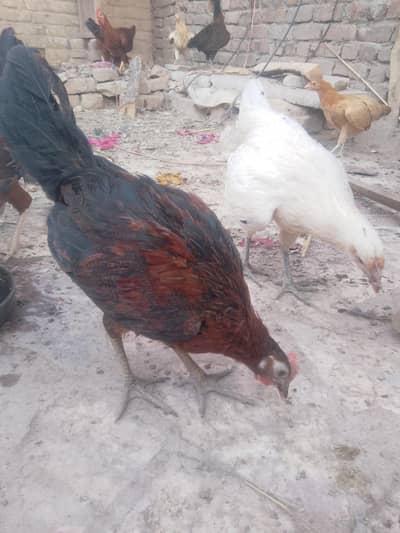 golden misri, desi chicken