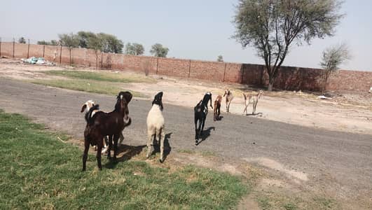 1 male, 4 female+1 kid, 1 chatra