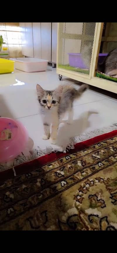 Persian cats