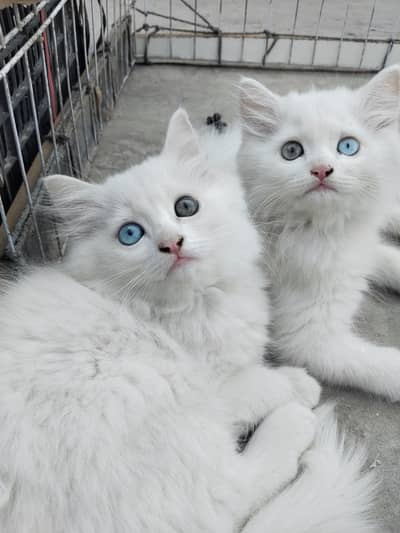 PERSIAN CAT KITTENS AVAILABILE