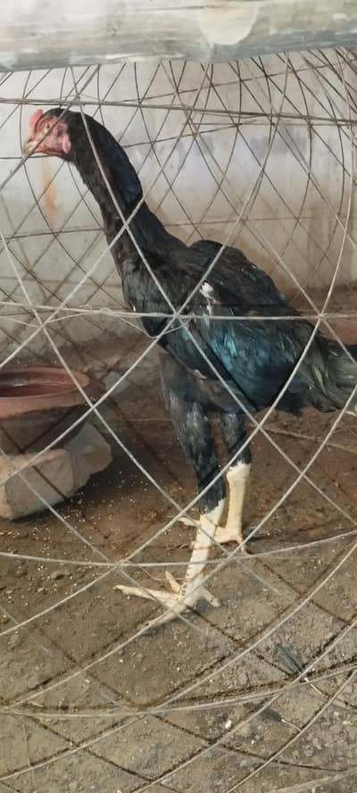 King shamo black + white shamo chicks