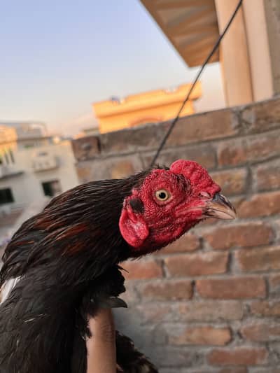 Amroha Croos