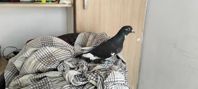 Breeder pair