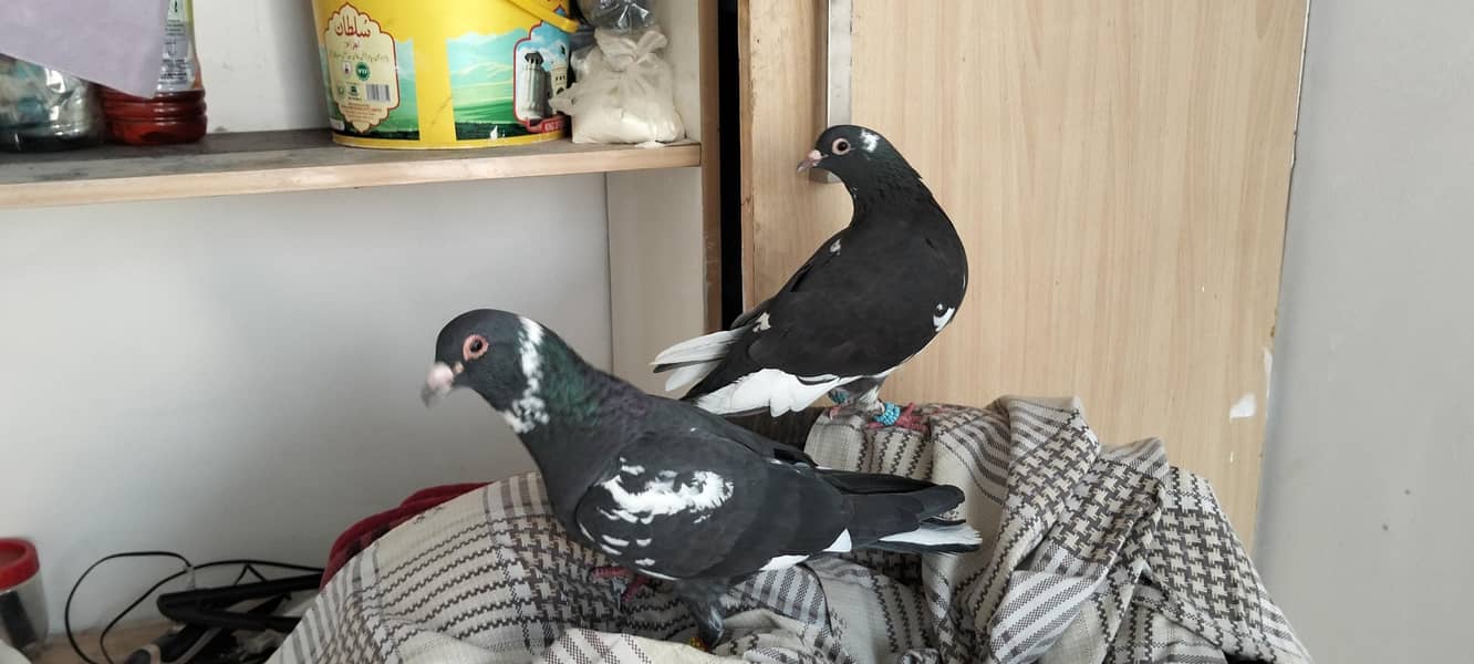 Breeder pair 2