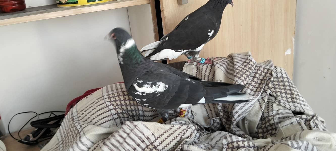 Breeder pair 4