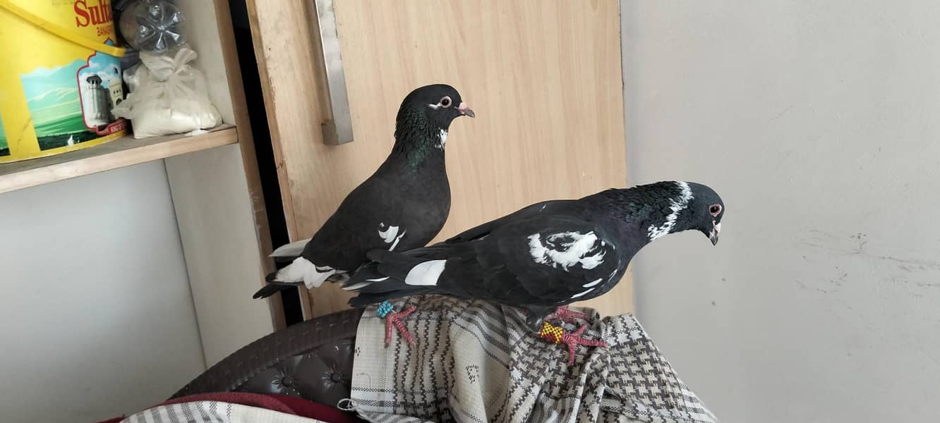 Breeder pair 5