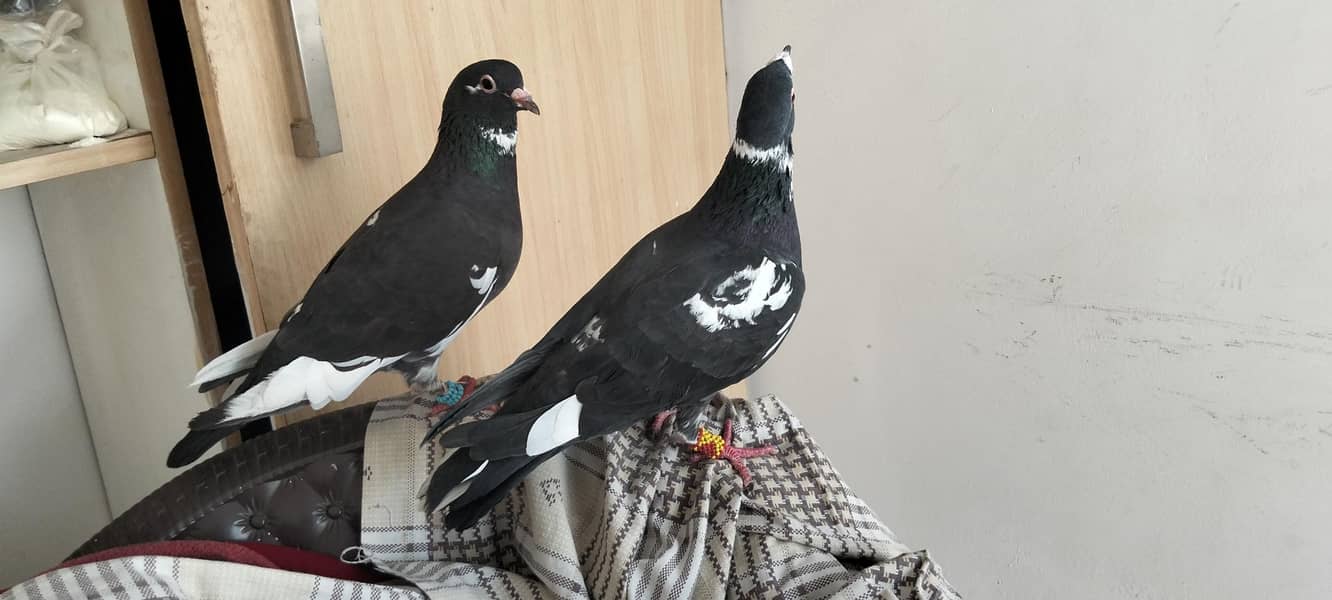 Breeder pair 6