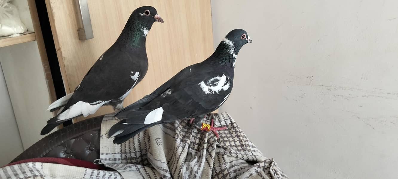 Breeder pair 7