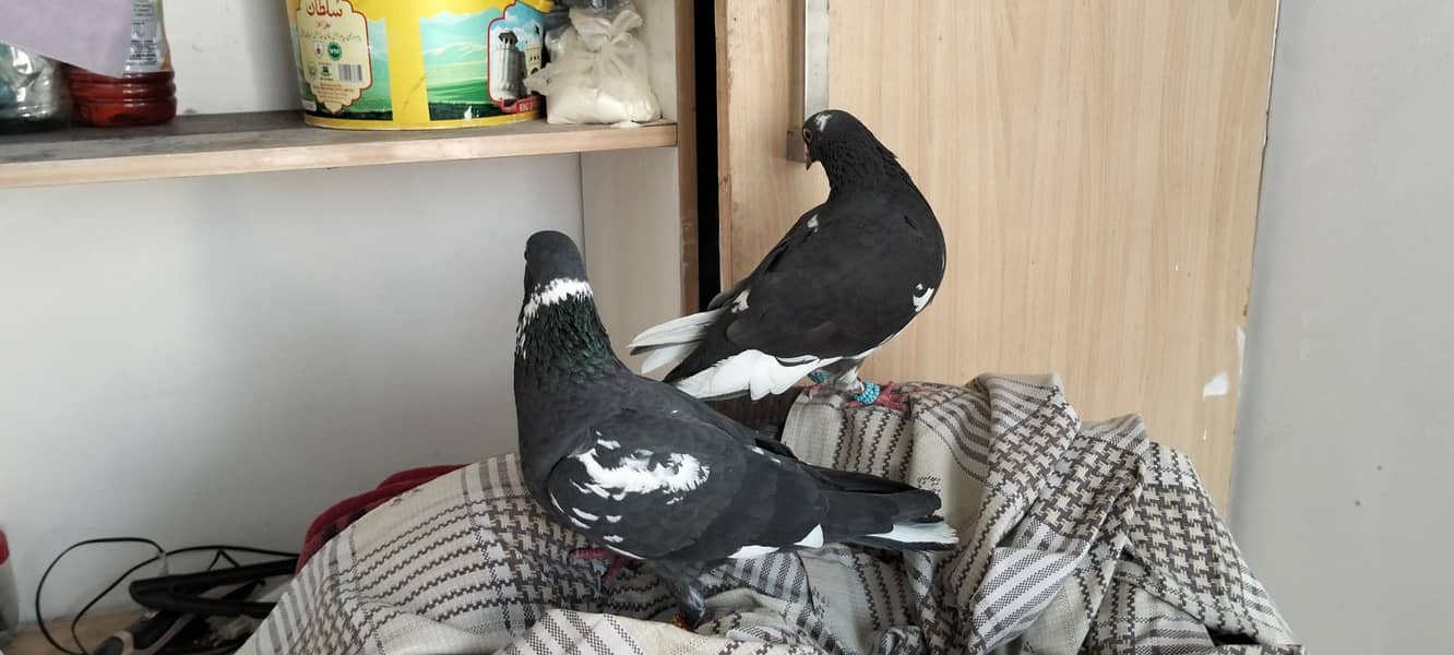 Breeder pair 8
