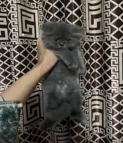 Triple coat Persian kittens punch face
