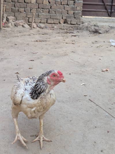  Aseel Cross Healthy Hen for Sale | Strong & Active
