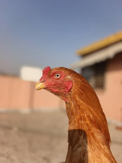Premium Blue-Eyed Pella Hen Available For Sale