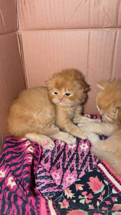 Kittens
