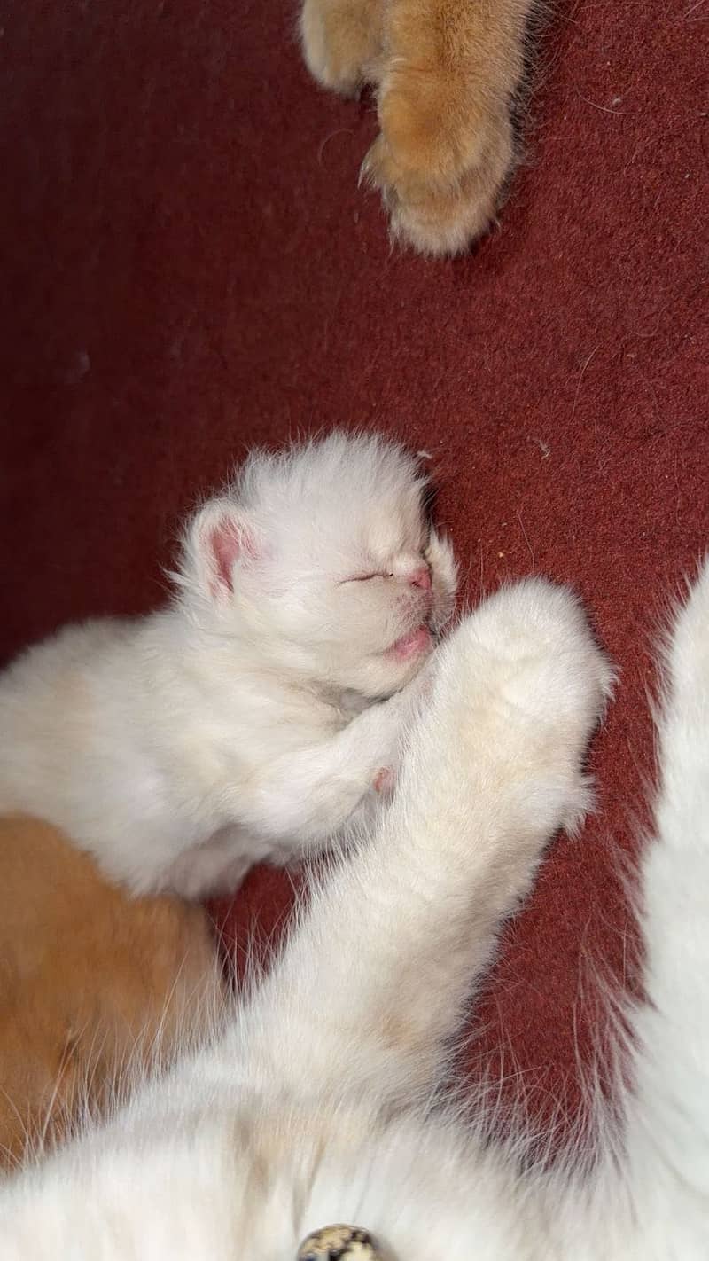 Kittens 1
