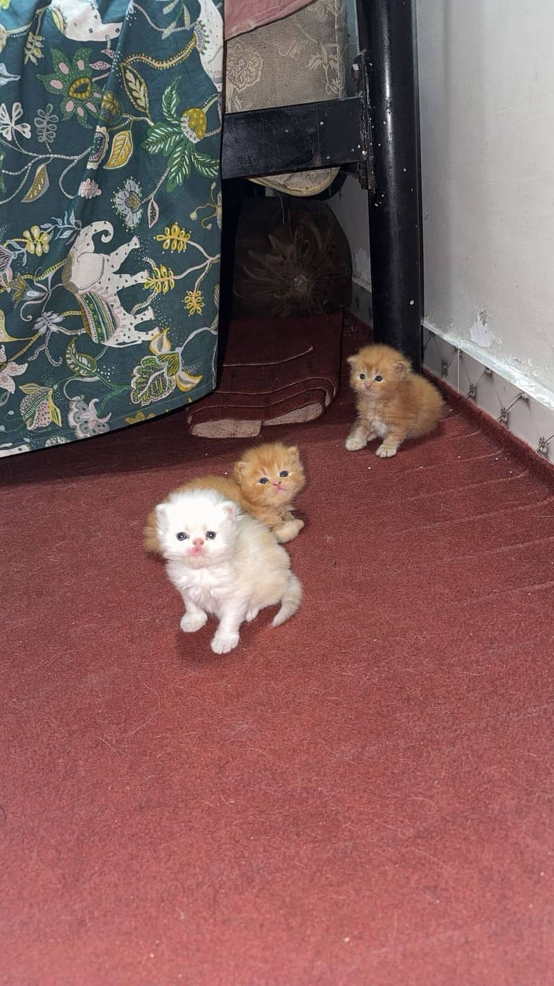 Kittens 2