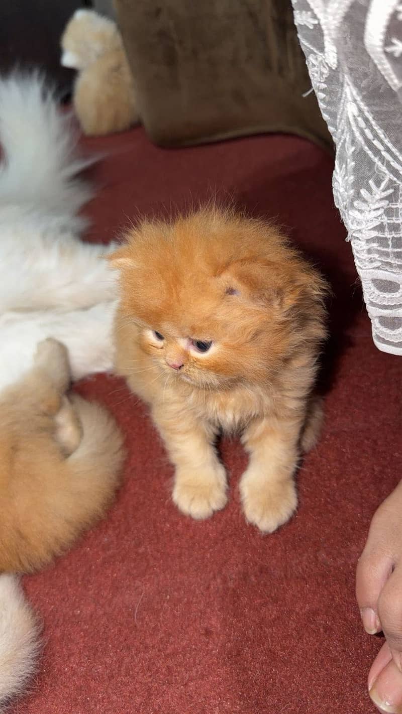 Kittens 3